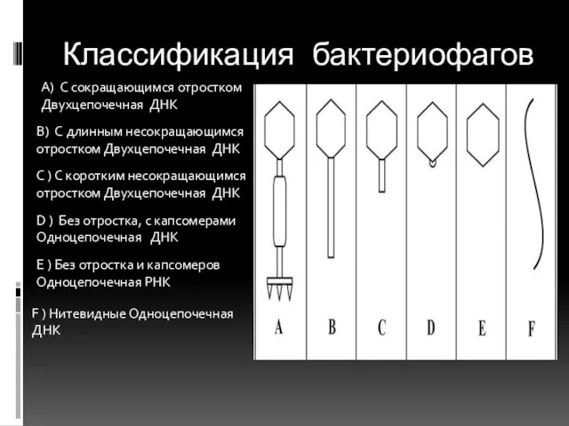 Классификация бактериофагов A) С сокращающимся отростком Двухцепочечная ДНК B) С длинным