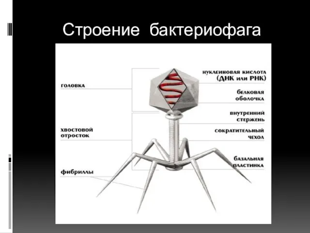 Строение бактериофага