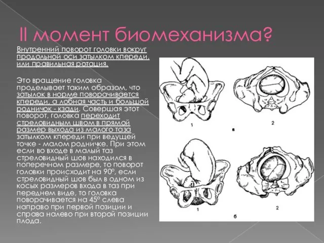 II момент биомеханизма? Внутренний поворот головки вокруг продольной оси затылком кпереди,