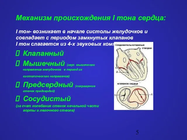 Механизм происхождения I тона сердца: I тон- возникает в начале систолы