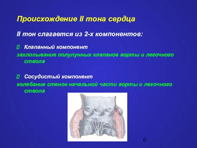 Происхождение II тона сердца II тон слагается из 2-х компонентов: Клапанный