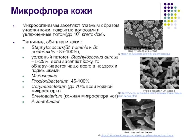 Микрофлора кожи Микроорганизмы заселяют главным образом участки кожи, покрытые волосами и