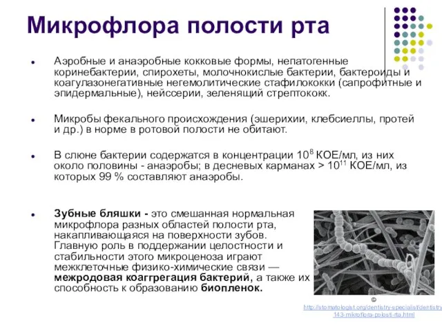 Микрофлора полости рта Аэробные и анаэробные кокковые формы, непатогенные коринебактерии, спирохеты,