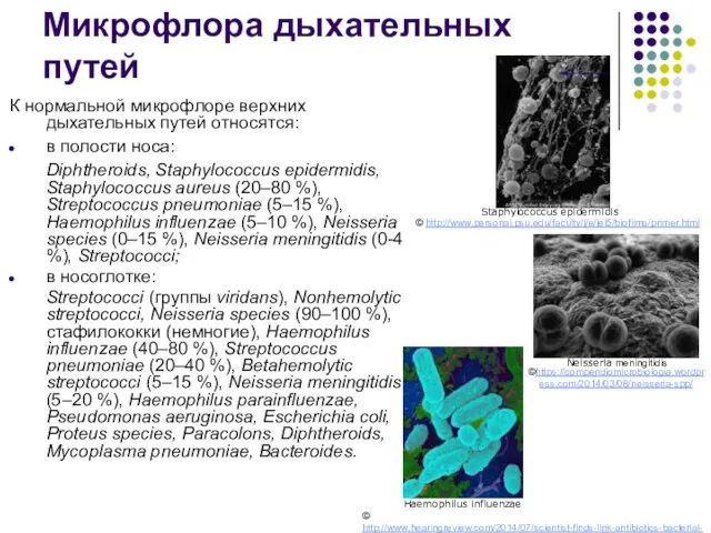 Микрофлора дыхательных путей К нормальной микрофлоре верхних дыхательных путей относятся: в