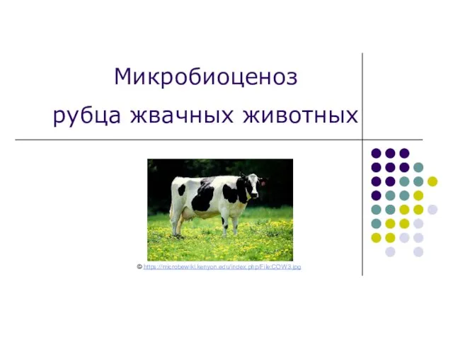 Микробиоценоз рубца жвачных животных © https://microbewiki.kenyon.edu/index.php/File:COW3.jpg