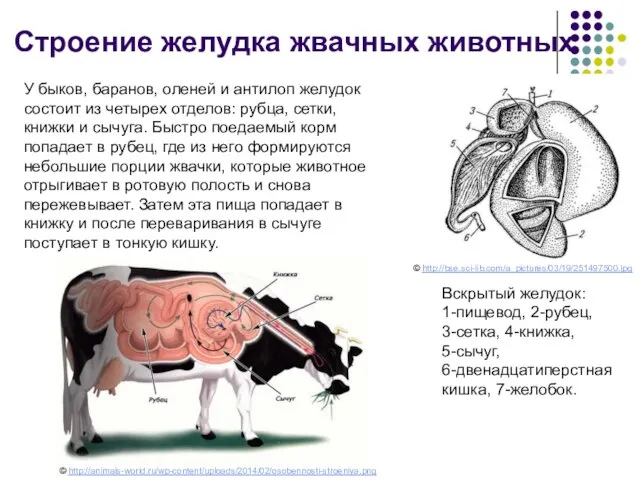 У быков, баранов, оленей и антилоп желудок состоит из четырех отделов: