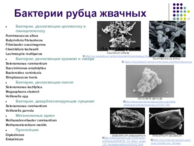 Бактерии рубца жвачных Ruminococcus albus Veillonella parvula Diplodinium anisacanthum Entodinium caudatum