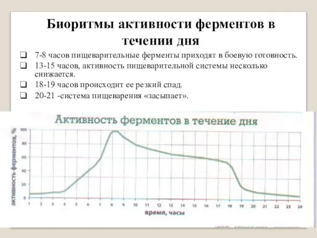 Биоритмы активности ферментов в течении дня 7-8 часов пищеварительные ферменты приходят