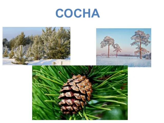 СОСНА