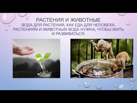 РАСТЕНИЯ И ЖИВОТНЫЕ ВОДА ДЛЯ РАСТЕНИЙ, КАК ЕДА ДЛЯ ЧЕЛОВЕКА. РАСТЕНИЯМ