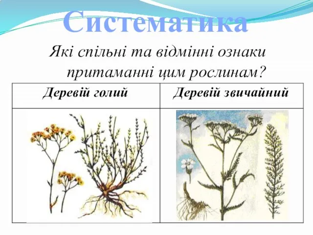 Які спільні та відмінні ознаки притаманні цим рослинам? Систематика