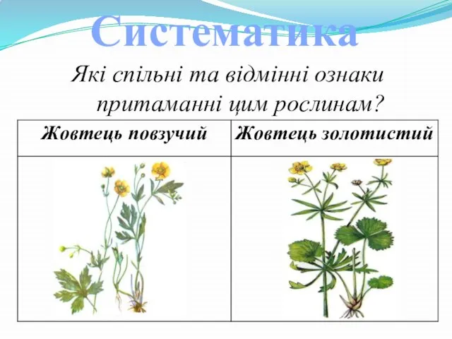 Які спільні та відмінні ознаки притаманні цим рослинам? Систематика