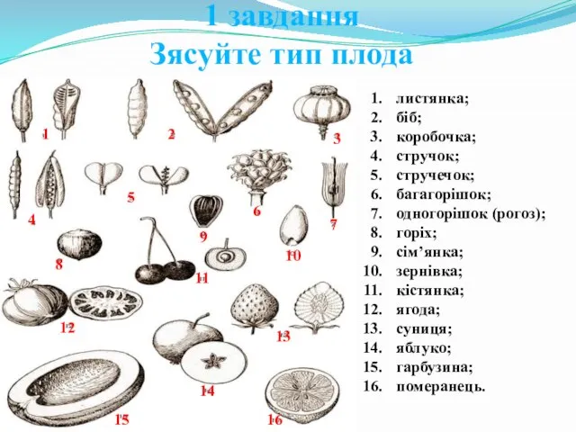 1 завдання Зясуйте тип плода листянка; біб; коробочка; стручок; стручечок; багагорішок;