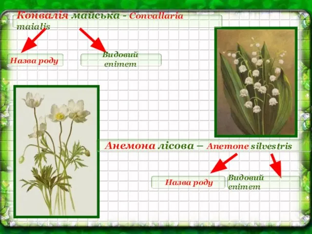 Конвалія майська - Convallaria maialis Назва роду Видовий епітет Анемона лісова