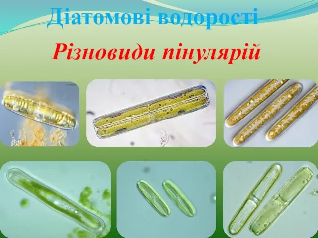 Діатомові водорості Різновиди пінулярій