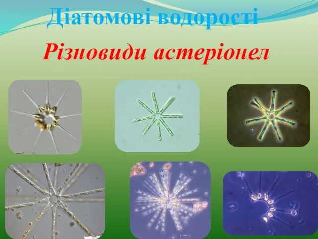 Діатомові водорості Різновиди астеріонел