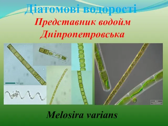 Діатомові водорості Представник водойм Дніпропетровська Melosira varians