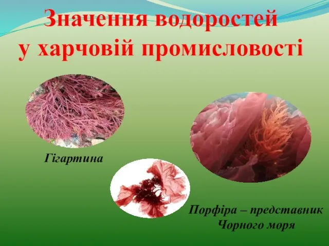 Значення водоростей у харчовій промисловості Гігартина Порфіра – представник Чорного моря