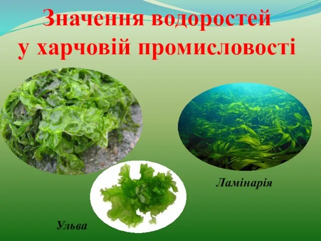 Значення водоростей у харчовій промисловості Ульва Ламінарія