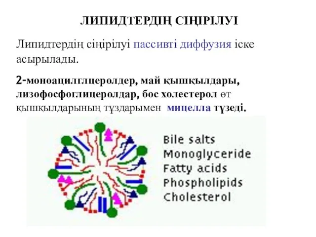 ЛИПИДТЕРДІҢ СІҢІРІЛУІ 2-моноацилглцеролдер, май қышқылдары, лизофосфоглицеролдар, бос холестерол өт қышқылдарының тұздарымен