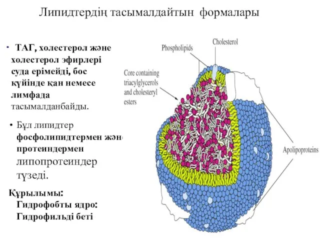 Бұл липидтер фосфолипидтермен және протеиндермен липопротеиндер түзеді. Құрылымы: Гидрофобты ядро: Гидрофильді