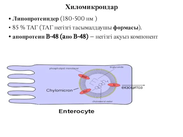 Липопротеиндер (180-500 нм ) 85 % ТАГ (ТАГ негізгі тасымалдаушы формасы).