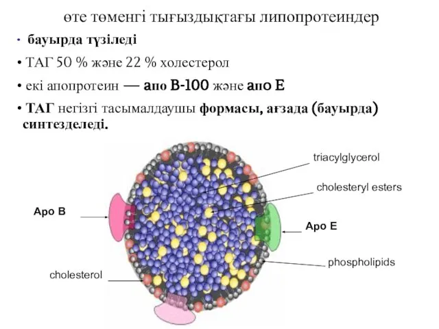 өте төменгі тығыздықтағы липопротеиндер бауырда түзіледі ТАГ 50 % және 22