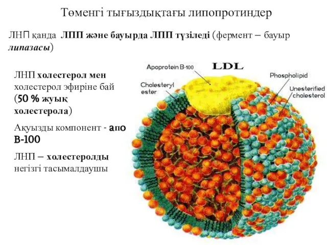 Төменгі тығыздықтағы липопротиндер ЛНП қанда ЛПП және бауырда ЛПП түзіледі (фермент