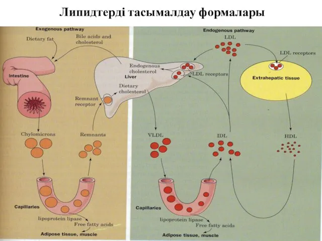 Липидтерді тасымалдау формалары