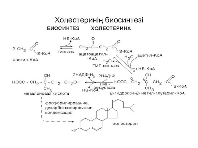 Холестеринің биосинтезі