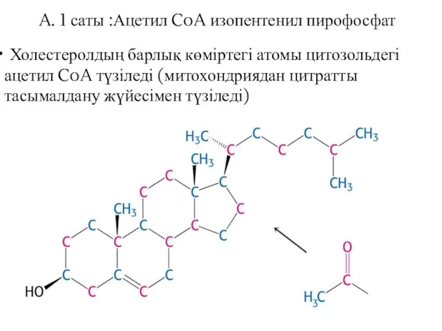 Холестеролдың барлық көміртегі атомы цитозольдегі ацетил CoA түзіледі (митохондриядан цитратты тасымалдану