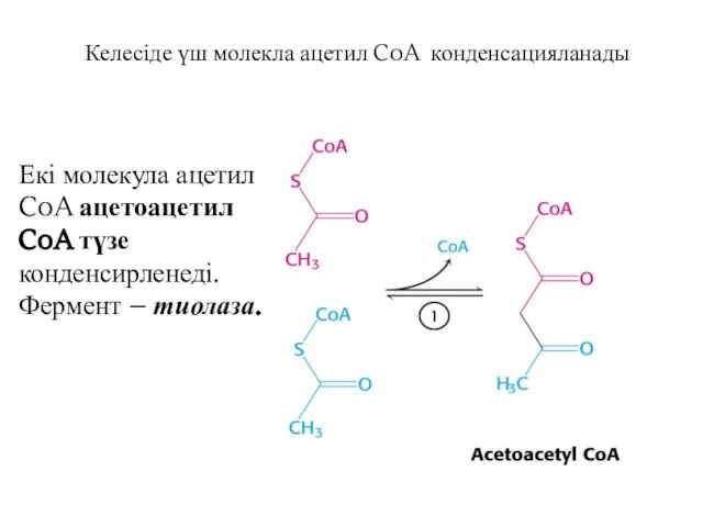 Келесіде үш молекла ацетил CoA конденсацияланады Екі молекула ацетил CoA ацетоацетил