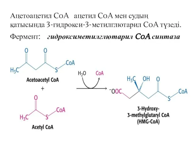 Ацетоацетил CoA ацетил CoA мен судың қатысында 3-гидрокси-3-метилглютарил CoA түзеді. Фермент: гидроксиметилглютарил CoA синтаза