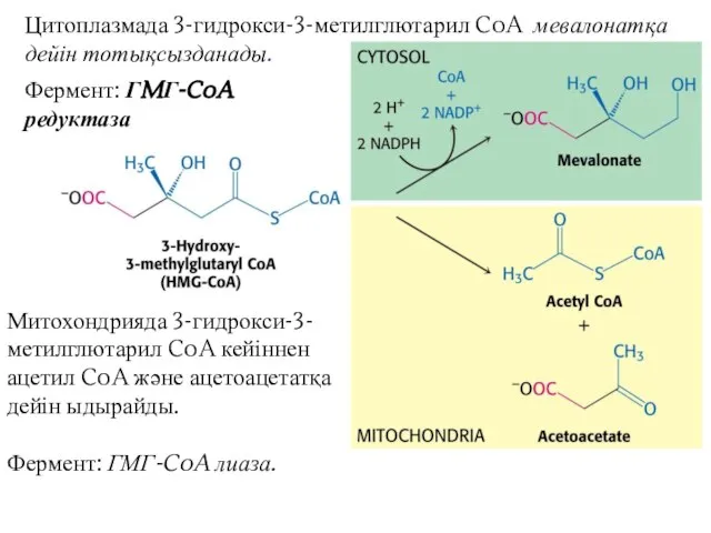 Цитоплазмада 3-гидрокси-3-метилглютарил CoA мевалонатқа дейін тотықсызданады. Митохондрияда 3-гидрокси-3-метилглютарил CoA кейіннен ацетил