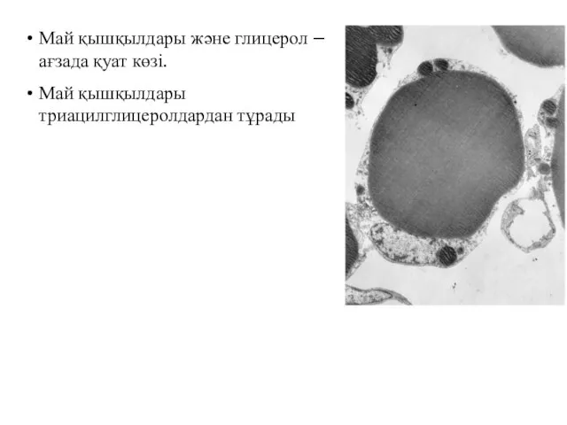 Май қышқылдары және глицерол –ағзада қуат көзі. Май қышқылдары триацилглицеролдардан тұрады