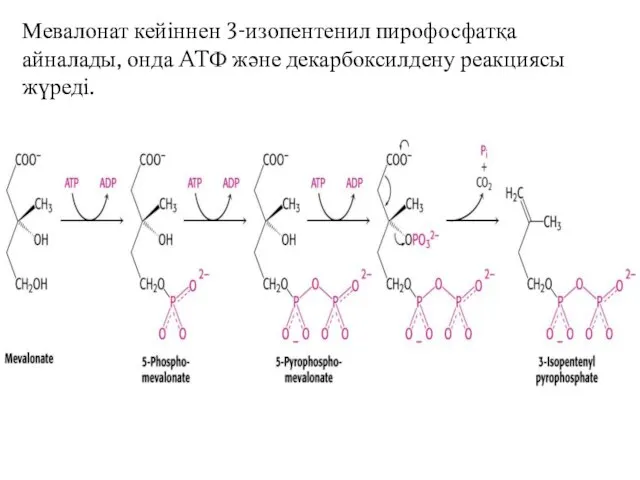 Мевалонат кейіннен 3-изопентенил пирофосфатқа айналады, онда ATФ және декарбоксилдену реакциясы жүреді.