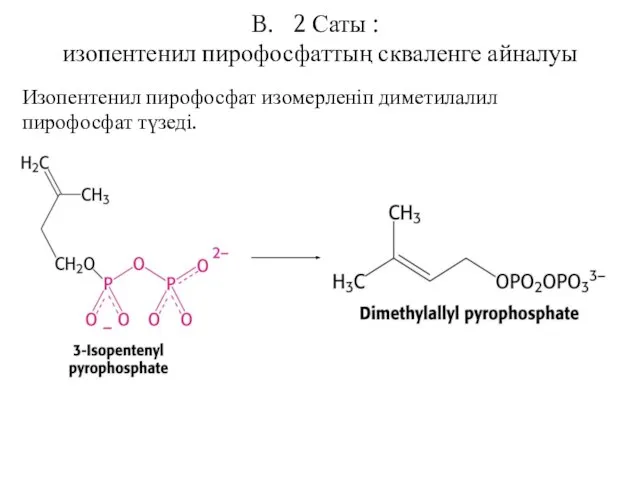 2 Саты : изопентенил пирофосфаттың скваленге айналуы Изопентенил пирофосфат изомерленіп диметилалил пирофосфат түзеді.