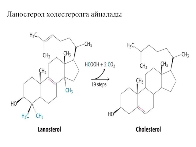 Ланостерол холестеролға айналады