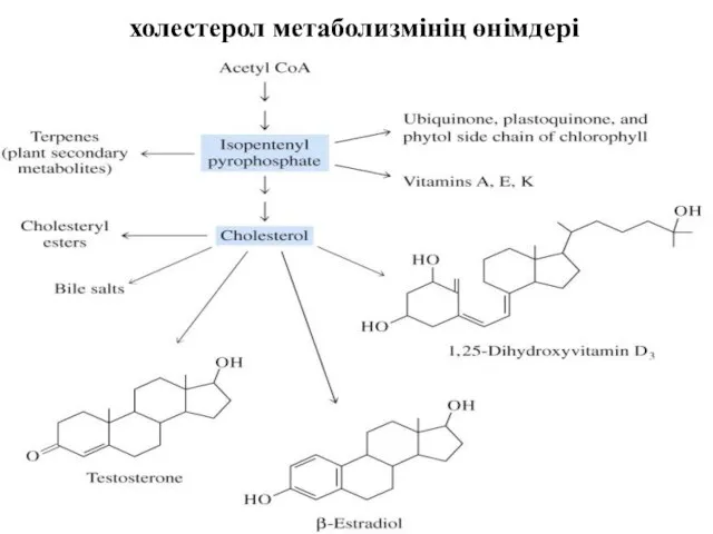 холестерол метаболизмінің өнімдері