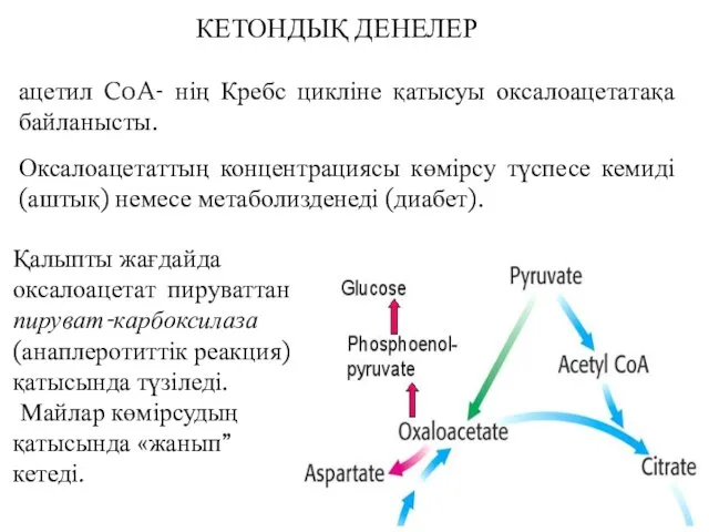 ацетил CoA- нің Кребс цикліне қатысуы оксалоацетатақа байланысты. Оксалоацетаттың концентрациясы көмірсу