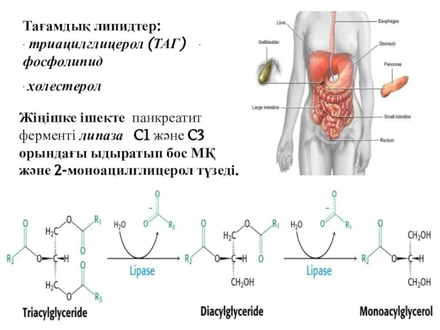 Тағамдық липидтер: ∙ триацилглицерол (ТАГ) ∙ фосфолипид ∙ холестерол Жіңішке ішекте