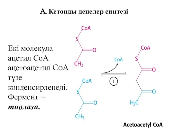 A. Кетонды денелер синтезі Екі молекула ацетил СоА ацетоацетил CoA түзе конденсирленеді. Фермент – тиолаза.