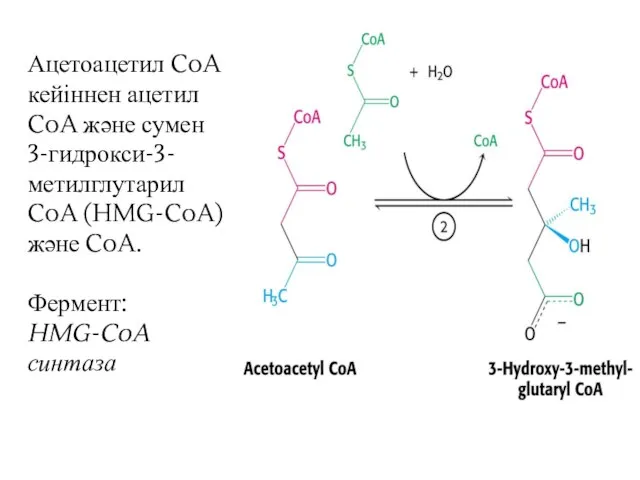 Ацетоацетил CoA кейіннен ацетил CoA және сумен 3-гидрокси-3-метилглутарил CoA (HMG-CoA) және CoA. Фермент: HMG-CoA синтаза