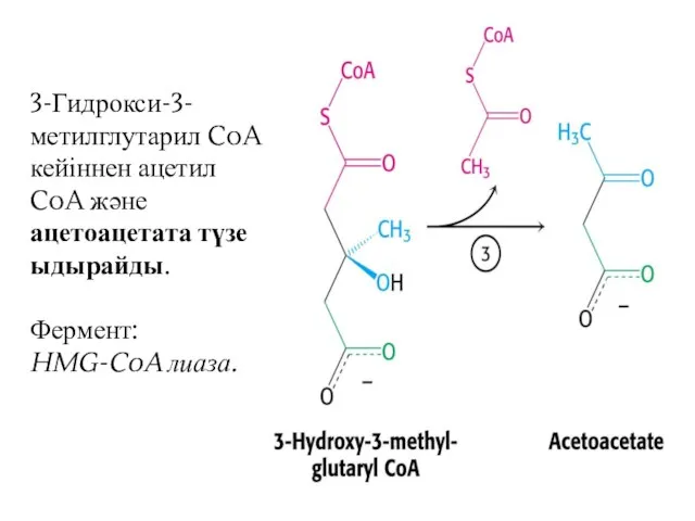 3-Гидрокси-3-метилглутарил CoA кейіннен ацетил CoA және ацетоацетата түзе ыдырайды. Фермент: HMG-CoA лиаза.