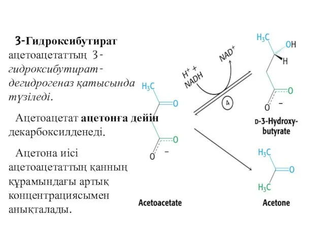 3-Гидроксибутират ацетоацетаттың 3-гидроксибутират-дегидрогеназ қатысында түзіледі. Ацетоацетат ацетонға дейін декарбоксилденеді. Ацетона иісі