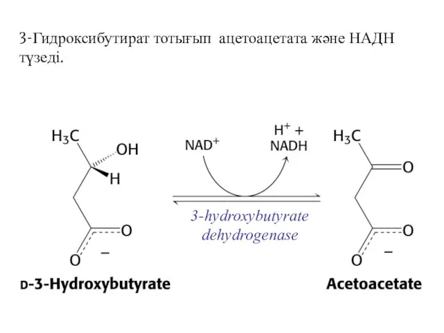 3-Гидроксибутират тотығып ацетоацетата және НАДН түзеді.