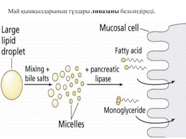 Май қышқылдарының тұздары липазаны белсендіреді.