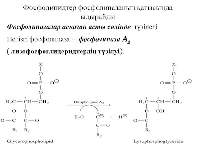 Фосфолипидтер фосфолипазаның қатысында ыдырайды Фосфолипазалар асқазан асты сөлінде түзіледі Негізгі фосфолипаза