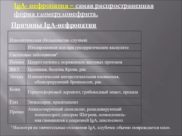 Причины IgA-нефропатии а Несмотря на значительные отложения IgA, клубочек обычно повреждается