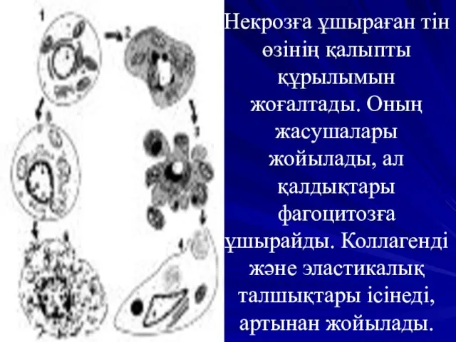 Некрозға ұшыраған тін өзінің қалыпты құрылымын жоғалтады. Оның жасушалары жойылады, ал